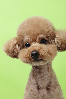 포토 JPG 스튜디오촬영 동물 한마리 반려견 가족 실내 누끼 근접촬영 상반신 사람없음 옆모습 반려동물 귀여움 개 강아지 푸들 반려 초록배경 주황색배경 국내포토 1 뷰포인트 백그라운드 컨셉 포유류 관계 내부 초록색 주황색 파일형식