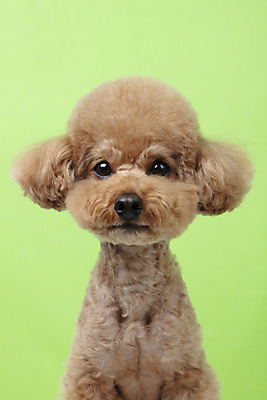 포토 JPG 스튜디오촬영 동물 한마리 반려견 가족 실내 누끼 근접촬영 상반신 사람없음 옆모습 반려동물 귀여움 개 강아지 푸들 반려 초록배경 국내포토 1 뷰포인트 백그라운드 컨셉 포유류 관계 내부 초록색 파일형식