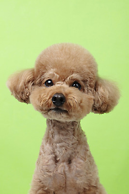 포토 JPG 스튜디오촬영 동물 한마리 반려견 가족 실내 누끼 근접촬영 상반신 사람없음 옆모습 반려동물 귀여움 개 강아지 푸들 반려 초록배경 국내포토 1 뷰포인트 백그라운드 컨셉 포유류 관계 내부 초록색 파일형식