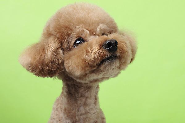 포토 JPG 스튜디오촬영 동물 한마리 반려견 가족 실내 누끼 근접촬영 상반신 사람없음 옆모습 반려동물 귀여움 개 강아지 푸들 반려 초록배경 국내포토 1 뷰포인트 백그라운드 컨셉 포유류 관계 내부 초록색 파일형식