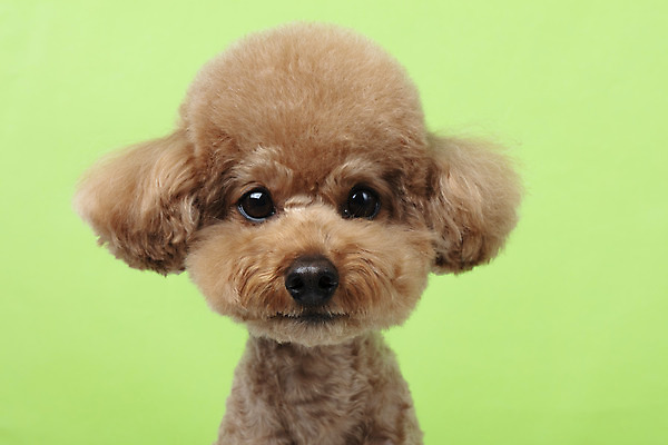 포토 JPG 스튜디오촬영 동물 한마리 반려견 가족 실내 누끼 근접촬영 상반신 사람없음 옆모습 반려동물 귀여움 개 강아지 흰배경 푸들 반려 초록배경 국내포토 1 뷰포인트 백그라운드 컨셉 포유류 관계 내부 초록색 흰색 파일형식