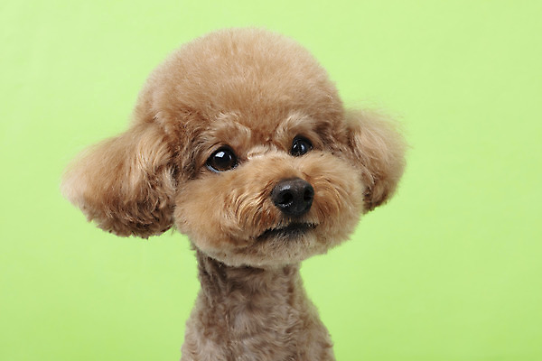 포토 JPG 스튜디오촬영 동물 한마리 반려견 가족 실내 누끼 근접촬영 상반신 사람없음 옆모습 반려동물 귀여움 개 강아지 흰배경 푸들 반려 초록배경 국내포토 1 뷰포인트 백그라운드 컨셉 포유류 관계 내부 초록색 흰색 파일형식