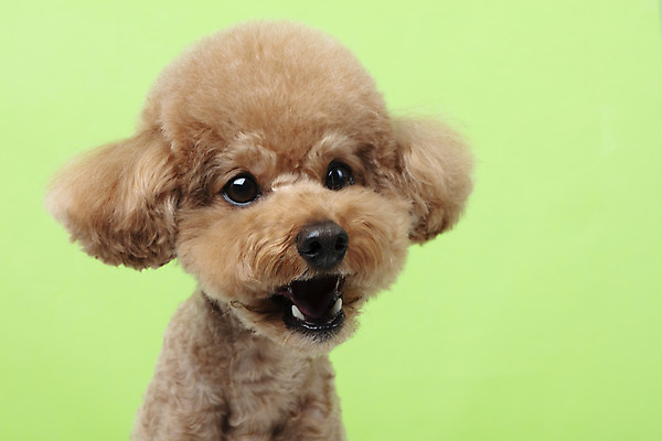 포토 JPG 스튜디오촬영 동물 한마리 반려견 가족 실내 누끼 근접촬영 상반신 사람없음 옆모습 반려동물 귀여움 개 강아지 흰배경 푸들 반려 초록배경 국내포토 1 뷰포인트 백그라운드 컨셉 포유류 관계 내부 초록색 흰색 파일형식