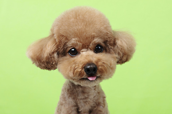 포토 JPG 스튜디오촬영 동물 한마리 반려견 가족 실내 누끼 근접촬영 상반신 사람없음 옆모습 반려동물 귀여움 개 강아지 흰배경 푸들 반려 초록배경 국내포토 1 뷰포인트 백그라운드 컨셉 포유류 관계 내부 초록색 흰색 파일형식