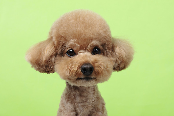 포토 JPG 스튜디오촬영 동물 한마리 반려견 가족 실내 누끼 근접촬영 상반신 사람없음 옆모습 반려동물 귀여움 개 강아지 흰배경 푸들 반려 초록배경 국내포토 1 뷰포인트 백그라운드 컨셉 포유류 관계 내부 초록색 흰색 파일형식