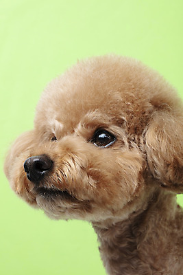 포토 JPG 스튜디오촬영 동물 한마리 반려견 가족 실내 누끼 근접촬영 상반신 사람없음 옆모습 반려동물 귀여움 개 강아지 흰배경 푸들 반려 초록배경 국내포토 1 뷰포인트 백그라운드 컨셉 포유류 관계 내부 초록색 흰색 파일형식