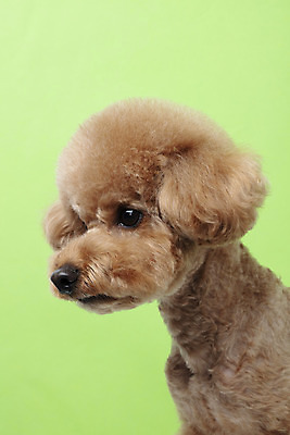 포토 JPG 스튜디오촬영 동물 한마리 반려견 가족 실내 누끼 근접촬영 상반신 사람없음 옆모습 반려동물 귀여움 개 강아지 흰배경 푸들 반려 초록배경 국내포토 1 뷰포인트 백그라운드 컨셉 포유류 관계 내부 초록색 흰색 파일형식