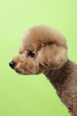 포토 JPG 스튜디오촬영 동물 한마리 반려견 가족 실내 누끼 근접촬영 상반신 사람없음 옆모습 반려동물 귀여움 개 강아지 흰배경 푸들 반려 초록배경 국내포토 1 뷰포인트 백그라운드 컨셉 포유류 관계 내부 초록색 흰색 파일형식