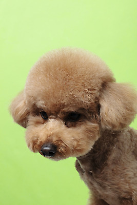 포토 JPG 스튜디오촬영 동물 한마리 반려견 가족 실내 누끼 근접촬영 상반신 사람없음 옆모습 반려동물 귀여움 개 강아지 흰배경 푸들 반려 초록배경 국내포토 1 뷰포인트 백그라운드 컨셉 포유류 관계 내부 초록색 흰색 파일형식