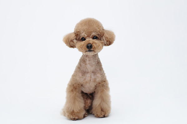 포토 JPG 스튜디오촬영 전신 동물 한마리 반려견 가족 실내 누끼 사람없음 옆모습 반려동물 귀여움 흰색 개 강아지 흰배경 푸들 반려 국내포토 1 뷰포인트 컬러 백그라운드 컨셉 포유류 관계 내부 파일형식