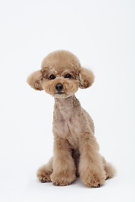 포토 JPG 스튜디오촬영 전신 동물 한마리 반려견 가족 실내 누끼 사람없음 옆모습 반려동물 귀여움 흰색 개 강아지 흰배경 푸들 반려 국내포토 1 뷰포인트 컬러 백그라운드 컨셉 포유류 관계 내부 파일형식