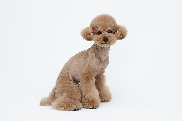 포토 JPG 스튜디오촬영 전신 동물 한마리 반려견 가족 실내 누끼 사람없음 옆모습 반려동물 귀여움 흰색 개 강아지 흰배경 푸들 반려 국내포토 1 뷰포인트 컬러 백그라운드 컨셉 포유류 관계 내부 파일형식