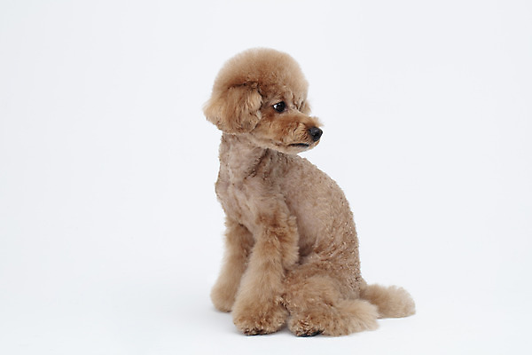 포토 JPG 스튜디오촬영 전신 동물 한마리 반려견 가족 실내 누끼 사람없음 옆모습 반려동물 귀여움 흰색 개 강아지 흰배경 푸들 반려 국내포토 1 뷰포인트 컬러 백그라운드 컨셉 포유류 관계 내부 파일형식