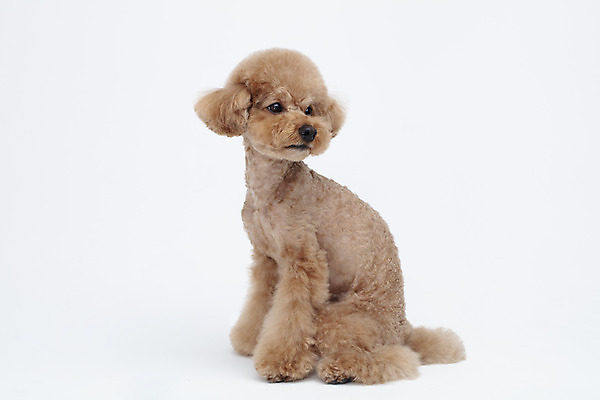 포토 JPG 스튜디오촬영 전신 동물 한마리 반려견 가족 실내 누끼 사람없음 옆모습 반려동물 귀여움 흰색 개 강아지 흰배경 푸들 반려 국내포토 1 뷰포인트 컬러 백그라운드 컨셉 포유류 관계 내부 파일형식