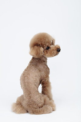 포토 JPG 스튜디오촬영 전신 동물 한마리 반려견 가족 실내 누끼 사람없음 뒷모습 반려동물 귀여움 흰색 개 강아지 흰배경 푸들 반려 국내포토 1 뷰포인트 컬러 백그라운드 컨셉 포유류 관계 내부 파일형식