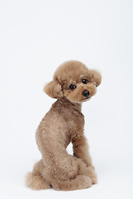 포토 JPG 스튜디오촬영 전신 동물 한마리 반려견 가족 실내 누끼 사람없음 뒷모습 반려동물 귀여움 흰색 개 강아지 흰배경 푸들 반려 국내포토 1 뷰포인트 컬러 백그라운드 컨셉 포유류 관계 내부 파일형식