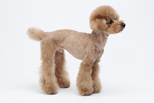 포토 JPG 스튜디오촬영 전신 동물 한마리 반려견 가족 실내 누끼 사람없음 뒷모습 반려동물 귀여움 흰색 개 강아지 흰배경 푸들 반려 국내포토 1 뷰포인트 컬러 백그라운드 컨셉 포유류 관계 내부 파일형식