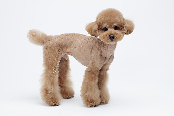 포토 JPG 스튜디오촬영 전신 동물 한마리 반려견 가족 실내 누끼 사람없음 옆모습 반려동물 귀여움 흰색 개 강아지 흰배경 푸들 반려 국내포토 1 뷰포인트 컬러 백그라운드 컨셉 포유류 관계 내부 파일형식