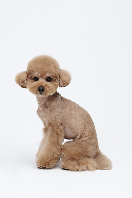 포토 JPG 스튜디오촬영 전신 동물 한마리 반려견 가족 실내 누끼 사람없음 옆모습 반려동물 귀여움 흰색 개 강아지 흰배경 푸들 반려 국내포토 1 뷰포인트 컬러 백그라운드 컨셉 포유류 관계 내부 파일형식