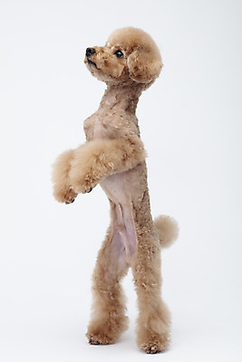 포토 JPG 스튜디오촬영 전신 동물 한마리 반려견 가족 실내 서기 누끼 사람없음 옆모습 반려동물 귀여움 흰색 개 강아지 흰배경 푸들 반려 국내포토 1 뷰포인트 컬러 백그라운드 컨셉 포유류 관계 모션 내부 파일형식