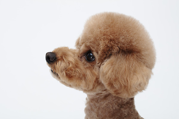 포토 JPG 스튜디오촬영 전신 동물 한마리 반려견 가족 실내 누끼 근접촬영 사람없음 옆모습 반려동물 귀여움 흰색 개 강아지 흰배경 푸들 반려 국내포토 1 뷰포인트 컬러 백그라운드 컨셉 포유류 관계 내부 파일형식