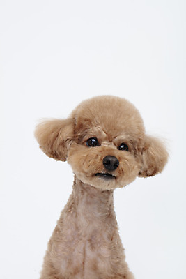 포토 JPG 스튜디오촬영 전신 동물 한마리 반려견 가족 실내 누끼 사람없음 옆모습 반려동물 귀여움 흰색 개 강아지 흰배경 푸들 반려 국내포토 1 뷰포인트 컬러 백그라운드 컨셉 포유류 관계 내부 파일형식