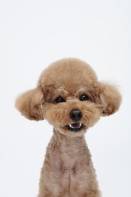 포토 JPG 스튜디오촬영 전신 동물 한마리 반려견 가족 실내 누끼 사람없음 앞모습 반려동물 귀여움 흰색 개 강아지 흰배경 푸들 반려 국내포토 1 뷰포인트 컬러 백그라운드 컨셉 포유류 관계 내부 파일형식