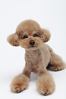 포토 JPG 스튜디오촬영 전신 동물 한마리 반려견 가족 실내 누끼 사람없음 앞모습 반려동물 귀여움 흰색 개 강아지 흰배경 푸들 반려 국내포토 1 뷰포인트 컬러 백그라운드 컨셉 포유류 관계 내부 파일형식