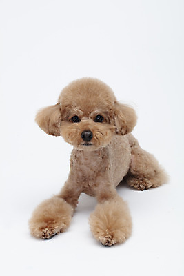 포토 JPG 스튜디오촬영 전신 동물 한마리 반려견 가족 실내 누끼 사람없음 앞모습 반려동물 귀여움 흰색 개 강아지 흰배경 푸들 반려 국내포토 1 뷰포인트 컬러 백그라운드 컨셉 포유류 관계 내부 파일형식