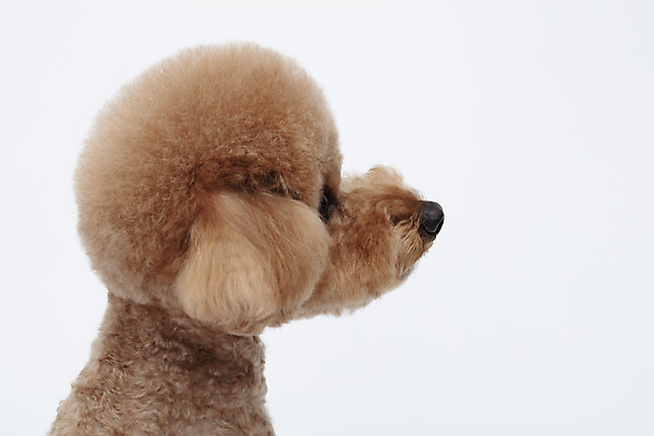 포토 JPG 스튜디오촬영 동물 한마리 반려견 가족 실내 누끼 상반신 사람없음 옆모습 반려동물 귀여움 흰색 개 강아지 흰배경 푸들 반려 국내포토 1 뷰포인트 컬러 백그라운드 컨셉 포유류 관계 내부 파일형식