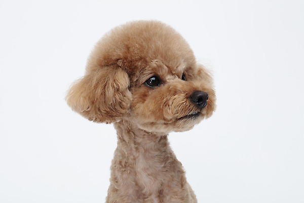 포토 JPG 스튜디오촬영 동물 한마리 반려견 가족 실내 누끼 상반신 사람없음 옆모습 반려동물 귀여움 흰색 개 강아지 흰배경 푸들 반려 국내포토 1 뷰포인트 컬러 백그라운드 컨셉 포유류 관계 내부 파일형식