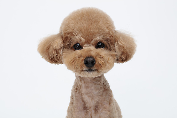 포토 JPG 스튜디오촬영 동물 한마리 반려견 가족 실내 누끼 상반신 사람없음 앞모습 반려동물 귀여움 흰색 개 강아지 흰배경 푸들 반려 국내포토 1 뷰포인트 컬러 백그라운드 컨셉 포유류 관계 내부 파일형식