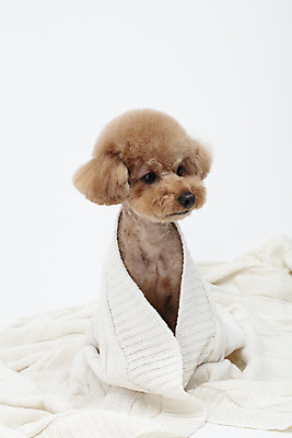 포토 JPG 스튜디오촬영 전신 동물 한마리 반려견 가족 실내 누끼 사람없음 앞모습 반려동물 귀여움 흰색 개 강아지 담요 흰배경 푸들 반려 국내포토 1 뷰포인트 컬러 백그라운드 컨셉 포유류 관계 내부 파일형식