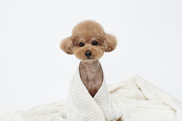 포토 JPG 스튜디오촬영 전신 동물 한마리 반려견 가족 실내 누끼 사람없음 옆모습 반려동물 귀여움 흰색 개 강아지 담요 흰배경 푸들 반려 국내포토 1 뷰포인트 컬러 백그라운드 컨셉 포유류 관계 내부 파일형식