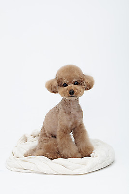 포토 JPG 스튜디오촬영 전신 동물 한마리 반려견 가족 실내 누끼 사람없음 옆모습 반려동물 귀여움 흰색 개 강아지 담요 흰배경 푸들 반려 국내포토 1 뷰포인트 컬러 백그라운드 컨셉 포유류 관계 내부 파일형식