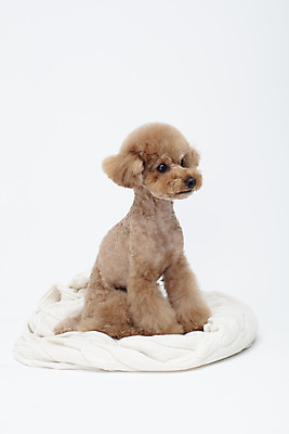 포토 JPG 스튜디오촬영 전신 동물 한마리 반려견 가족 실내 누끼 사람없음 옆모습 반려동물 귀여움 흰색 개 강아지 담요 흰배경 푸들 반려 국내포토 1 뷰포인트 컬러 백그라운드 컨셉 포유류 관계 내부 파일형식