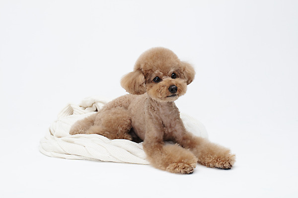 포토 JPG 스튜디오촬영 전신 동물 한마리 반려견 가족 실내 누끼 사람없음 옆모습 반려동물 귀여움 흰색 개 강아지 담요 흰배경 푸들 반려 국내포토 1 뷰포인트 컬러 백그라운드 컨셉 포유류 관계 내부 파일형식