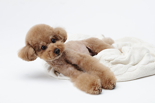 포토 JPG 스튜디오촬영 전신 동물 한마리 반려견 가족 실내 누끼 사람없음 옆모습 반려동물 귀여움 흰색 개 강아지 담요 흰배경 푸들 반려 국내포토 1 뷰포인트 컬러 백그라운드 컨셉 포유류 관계 내부 파일형식