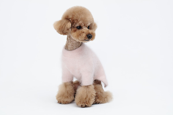 포토 JPG 스튜디오촬영 전신 동물 한마리 옷 반려견 가족 실내 누끼 사람없음 옆모습 반려동물 귀여움 흰색 개 강아지 흰배경 푸들 강아지옷 반려 국내포토 1 뷰포인트 컬러 백그라운드 컨셉 포유류 관계 내부 애견용품 파일형식