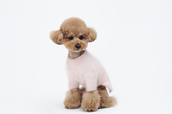 포토 JPG 스튜디오촬영 전신 동물 한마리 옷 반려견 가족 실내 누끼 사람없음 옆모습 반려동물 귀여움 흰색 개 강아지 흰배경 푸들 강아지옷 반려 국내포토 1 뷰포인트 컬러 백그라운드 컨셉 포유류 관계 내부 애견용품 파일형식