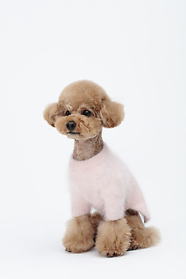 포토 JPG 스튜디오촬영 전신 동물 한마리 옷 반려견 가족 실내 누끼 사람없음 옆모습 반려동물 귀여움 흰색 개 강아지 흰배경 푸들 강아지옷 반려 국내포토 1 뷰포인트 컬러 백그라운드 컨셉 포유류 관계 내부 애견용품 파일형식