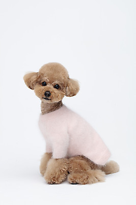 포토 JPG 스튜디오촬영 전신 동물 한마리 옷 반려견 가족 실내 누끼 사람없음 옆모습 반려동물 귀여움 흰색 개 강아지 흰배경 푸들 강아지옷 반려 국내포토 1 뷰포인트 컬러 백그라운드 컨셉 포유류 관계 내부 애견용품 파일형식