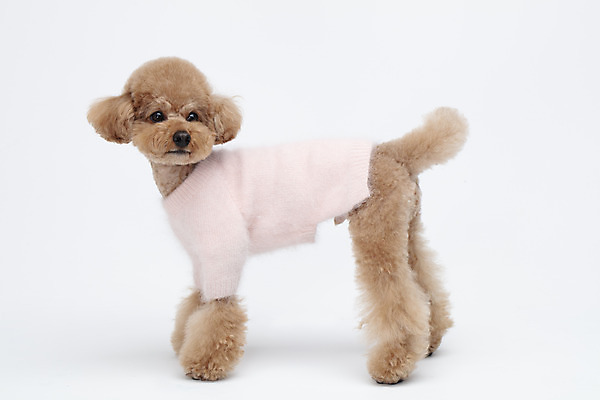 포토 JPG 스튜디오촬영 전신 동물 한마리 옷 반려견 가족 실내 누끼 사람없음 옆모습 반려동물 귀여움 흰색 개 강아지 흰배경 푸들 강아지옷 반려 국내포토 1 뷰포인트 컬러 백그라운드 컨셉 포유류 관계 내부 애견용품 파일형식