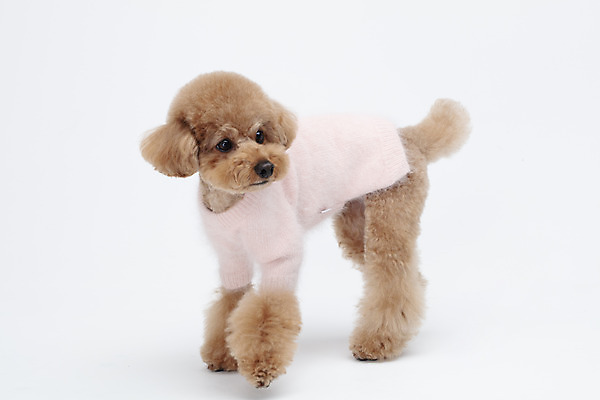 포토 JPG 스튜디오촬영 전신 동물 한마리 옷 반려견 가족 실내 누끼 사람없음 옆모습 반려동물 귀여움 흰색 개 강아지 흰배경 푸들 강아지옷 반려 국내포토 1 뷰포인트 컬러 백그라운드 컨셉 포유류 관계 내부 애견용품 파일형식