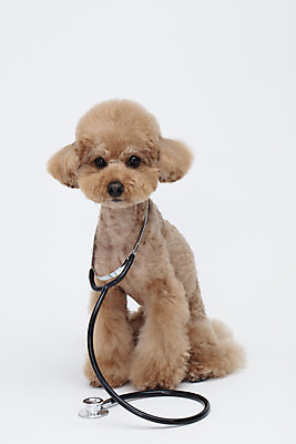 포토 JPG 스튜디오촬영 전신 동물 한마리 반려견 가족 청진기 실내 누끼 사람없음 앞모습 반려동물 귀여움 흰색 개 강아지 흰배경 푸들 반려 국내포토 1 뷰포인트 컬러 백그라운드 컨셉 포유류 관계 의료기기 내부 파일형식