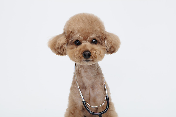 포토 JPG 스튜디오촬영 동물 한마리 반려견 가족 청진기 실내 누끼 근접촬영 상반신 사람없음 앞모습 반려동물 귀여움 흰색 개 강아지 흰배경 푸들 반려 국내포토 1 뷰포인트 컬러 백그라운드 컨셉 포유류 관계 의료기기 내부 파일형식