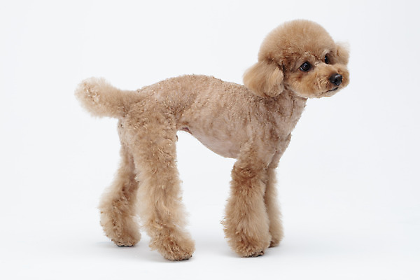 포토 JPG 스튜디오촬영 전신 동물 한마리 반려견 가족 실내 누끼 사람없음 옆모습 반려동물 귀여움 흰색 개 강아지 흰배경 푸들 반려 국내포토 1 뷰포인트 컬러 백그라운드 컨셉 포유류 관계 내부 파일형식