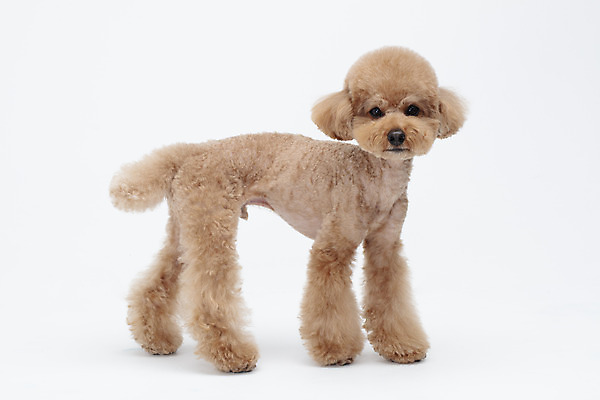 포토 JPG 스튜디오촬영 전신 동물 한마리 반려견 가족 실내 누끼 사람없음 옆모습 반려동물 귀여움 흰색 개 강아지 흰배경 푸들 반려 국내포토 1 뷰포인트 컬러 백그라운드 컨셉 포유류 관계 내부 파일형식