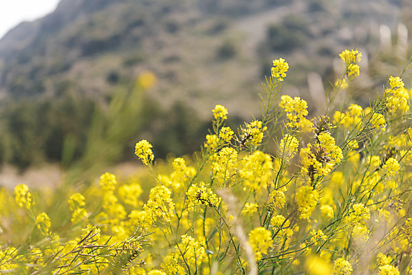 포토 JPG 주간 여행 근접촬영 사람없음 야외 아웃포커스 제주도 노란색 봄 유채 산방산 유채밭 국내포토 자연요소 계절 꽃 뷰포인트 컬러 밭 산 한국 촬영기법 파일형식