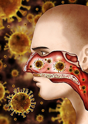 PSD 남자 얼굴 일러스트 해부 한명 사람 바이러스 질병 사회이슈 코 감염 폐렴 바이러스침투 인플루엔자 남자한명만 코로나바이러스 국내일러스트 1 컨셉 의학 신체부위 남자만 파일형식